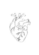 Heart Anatomy Line Art | Erstellen Sie Ihr eigenes Plakat
