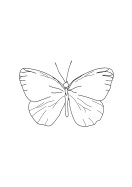 Butterfly Line Art | Erstellen Sie Ihr eigenes Plakat