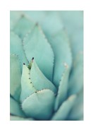 Agave Plant Leaves | Erstellen Sie Ihr eigenes Plakat