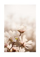 Magnolia Flowers In Spring | Erstellen Sie Ihr eigenes Plakat