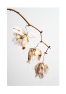 Dried Flower Petals | Erstellen Sie Ihr eigenes Plakat