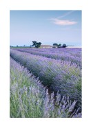 Lavender Fields In France | Erstellen Sie Ihr eigenes Plakat