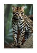 Wildcat In Nature | Erstellen Sie Ihr eigenes Plakat