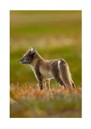 Arctic Fox In The Wild | Erstellen Sie Ihr eigenes Plakat