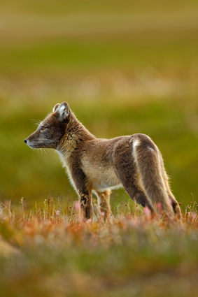 Arctic Fox In The Wild