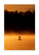 Duck In Morning Light | Erstellen Sie Ihr eigenes Plakat