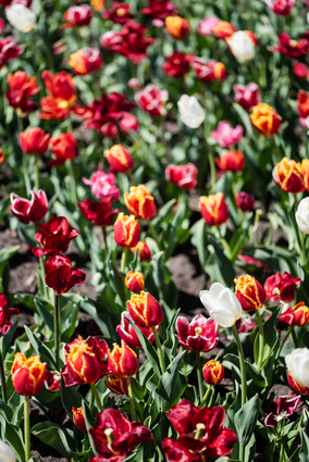 Field Of Colorful Tulips