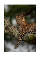 Leopard In A Tree In The Wild | Erstellen Sie Ihr eigenes Plakat